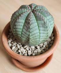 Green Euphorbia Obesa Plant Seeds for Planting - 100 pcs