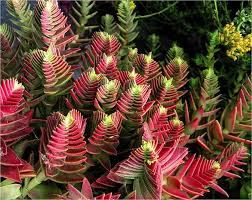 Red Pagoda Plant Seeds for Planting - 100 pcs