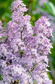 Lavender Lady Lilac Flower Seeds for Planting – Non-GMO, Heirloom, High Germination Organic Garden Seeds