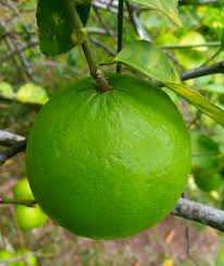 Key Lime 'Citrus aurantifolia' Fruit Seeds for Planting – Heirloom and GMO Free Citrus Fruit Seeds for Home Garden