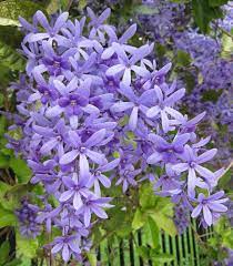 Lilla sandpapir vinstokke PETREA VOLUBILIS blomsterfrø til plantning - 100 stk.