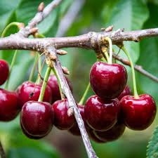 Lapins Sweet Cherry Fruit Seed for Planting - Pack for Growing Juicy, Red Berries,Heirloom Seeds