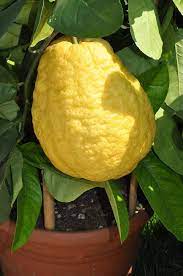 Yellow Citron Citrus Plant Seeds - Grow Fragrant Yellow Citron Fruits at Home  100 pcs