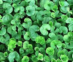 Heirloom Non-GMO Green Dichondra Repens Lawn Seeds – Lush Ground Cover for Garden Planting