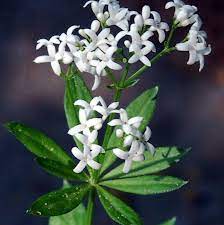 Woodruff Flower Seeds for Planting - 100 pcs