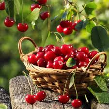 Heirloom Montmorency Cherry Fruit Seeds - Start Your Own Acerola Cherry Tree, Heirloom Seeds