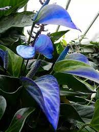 Blue Anthurium Flower Seeds for Planting 100 pcs