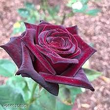 Maroon Red Rare Rose Flower Seeds – Heirloom Non-GMO High Germination Seeds for Garden Planting