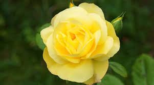 Light Yellow Double Petal English Rose Flower Seeds for Planting - 100 pcs