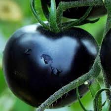 Indigo Rose Tomato Vegetable Seeds for Planting – 100 pcs