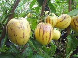 Pepino Melon Pære Solanum Muricatum Frugtfrø - Tropiske og lette at dyrke 100 stk.