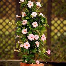 Light Pink Mandevilla Sanderi Flower Seeds – Heirloom Non-GMO High Germination Seeds for Planting