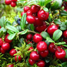 Vaccinium Vitis Fruit Seeds for Planting - Lush Berry Bushes with High Yield, Heirloom Seeds