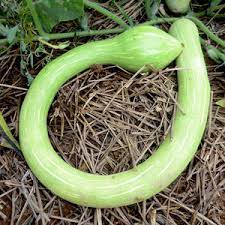 Green Tromboncino Seeds for Planting heirloom & Non-GMO Seeds