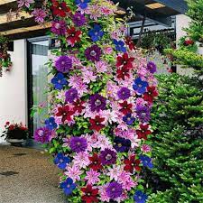 Mixed Colors Clematis Flower Vines Perennial Climbing Flower Seeds for Planting - 100 pcs