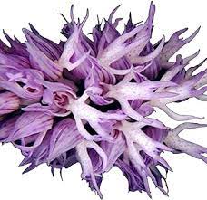 Heirloom Non-GMO Nema Italian Orchis Monkey Flower Seeds Lavender for Planting – High Germination Organic Garden Seeds