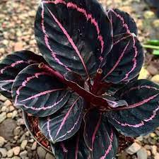 Black Calathea Planting Seeds for Garden,Heirloom & Non-GMO Seeds