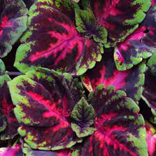 Heirloom Coleus kong Red Flower Seeds – Non-GMO garden Seeds for Planting