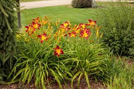 daylily mixed flower seeds