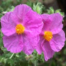 Cistus Creticus (Rockrose) Flower Seeds for Planting - 100 pcs