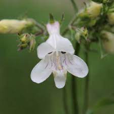 Penstemon White Flower Seeds for Planting – Organic, Heirloom, Non-GMO High Germination Organic Garden Seeds