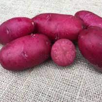 Potato Seeds for Planting Dark Pink - 100 pcs