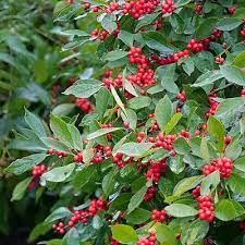 Red Pyracantha Fortuneana Plant Seeds for Planting - 100 pcs