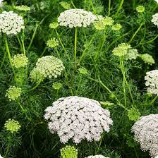 lace flower flower seeds