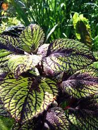 Green and Black Coleus Flower Seeds – Heirloom Non-GMO Organic Garden Seeds for Planting, High Germination Vibrant Blooms