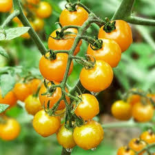 Sun Gold Cherry Tomato Seeds for Planting heirloom & Non-GMO Seeds