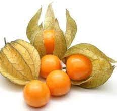 Physalis Fruit Seeds for Growing Tangy and Nutrient-Rich Berries  100 pcs