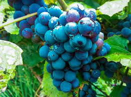 Blue / Indigo Grapes Fruit Seed for Planting - Growing Classic Grapes at Home, Heirloom Seeds