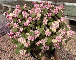 Pink Conophytum Plant Seeds Planting- for Unique and Ornamental Gardens