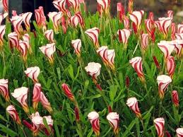 Oxalis White Red Flower Seeds for Planting 100 pcs