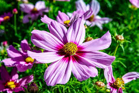 cosmos gloria flower seeds