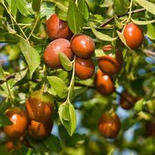 Rød Jujube Frugtfrø – Sød og Nærende 100 stk