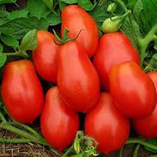 Roma Plum Tomato Vegetable Seeds for Planting - 100 pcs