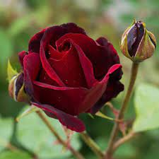 Maroon Red Rose Flower Seeds for Planting – Heirloom Non-GMO Organic Garden Seeds, High Germination