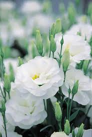 White Eustoma Flower Seeds for Planting - 100 pcs