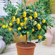 Bonsai Lemon Tree Seeds for Planting - Compact Citrus Plants for Indoor Gardening, Heirloom and GMO Free Seeds