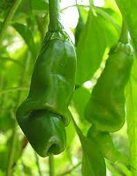 Heirloom Green Chili Willy &amp; Peter Pepper Seeds