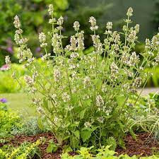 Green Cat Mint Plant Seeds - Fragrant Herb Seeds-Heirloom & Non-GMO Seeds for planting