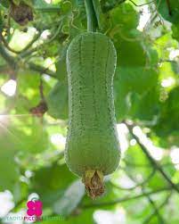 Grønbrune Luffa Esmeralda frø – Tropical Vine 100 stk