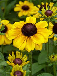 Rudbeckia hirta ‘Toto’ Black-Eyed Susan Seeds for Planting – Organic Heirloom & Non-GMO Garden Flower Seeds