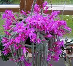 Aporocactus Flower Seeds for Planting, Fresh, 100 pcs