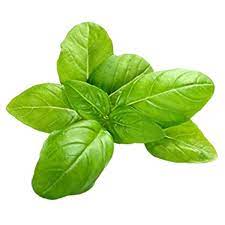 Light Green Basil Plant Seeds for Planting-Heirloom & Non-GMO Seeds for planting