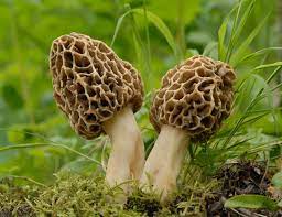 Morel Mushroom Seeds for Planting Cream - 100 pcs