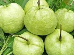 Crystal Guava (Indonesia) Fruit Seed for Planting - Collection for Sweet Tropical Harvests, GMO Free