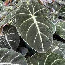 Black Caladium Flower Seeds for Planting - 100 pcs