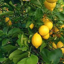 Meyer Lemon Plant Seeds for Planting - Growing Zesty and Refreshing Lemons at Beautiful Home Garden